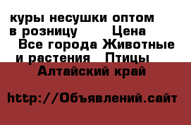 куры несушки.оптом 160 в розницу 200 › Цена ­ 200 - Все города Животные и растения » Птицы   . Алтайский край